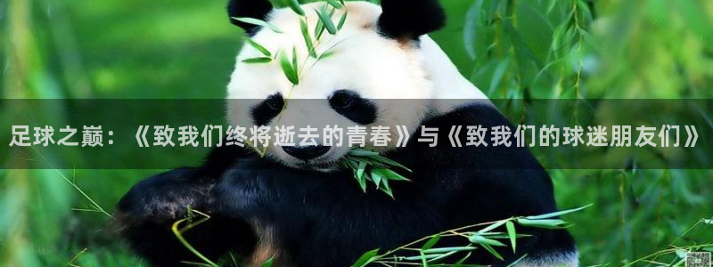 今年的世界杯：足球之巅：《致我们终将逝去的青春》与《致我们的球迷朋友们》