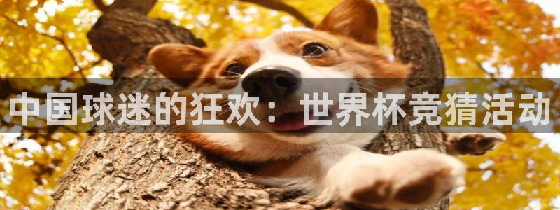 世界杯官网入口：中国球迷的狂欢：世界杯竞猜活动