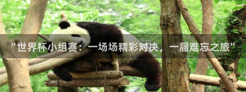 世界杯比赛：“世界杯小组赛：一场场精彩对决，一届难忘之旅”